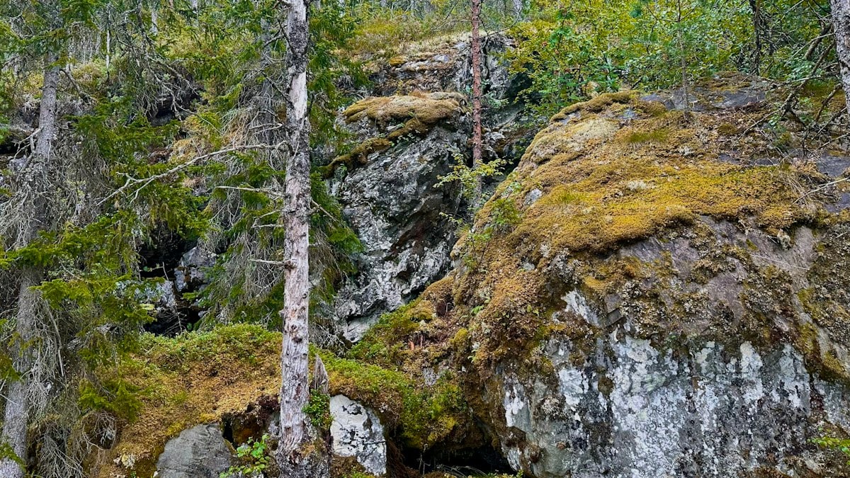 a forest filled with lots of trees and rocks